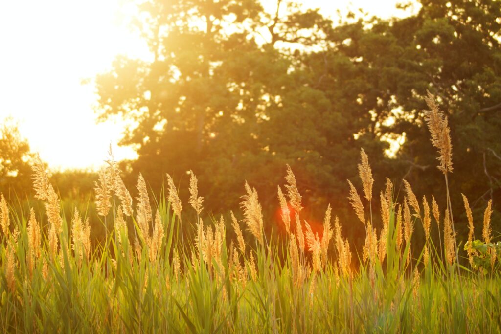 Chronic Pain Management